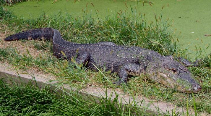 Woman Killed by Alligator While Walking Her Dog in South Carolina