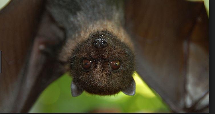 Two Bats Tested Positive for Rabies in Dallas
