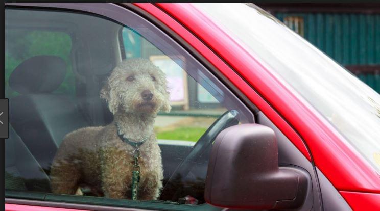 You Can Be Fined For Leaving Pets Unattended in Cars in Round Rock