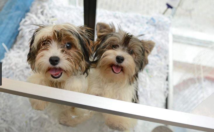 California Limits Pet Store Sales To Rescue or Shelter Animals Only