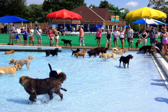 Last Weekend for Waterparks Open for Dogs