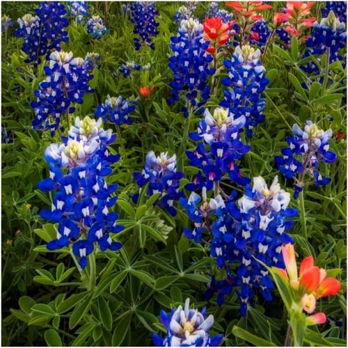 The Bluebonnets Are Back