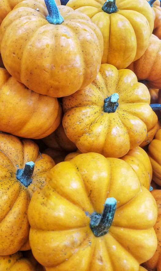 The Fort Worth Zoo Is Bringing The Pumpkin SPICE
