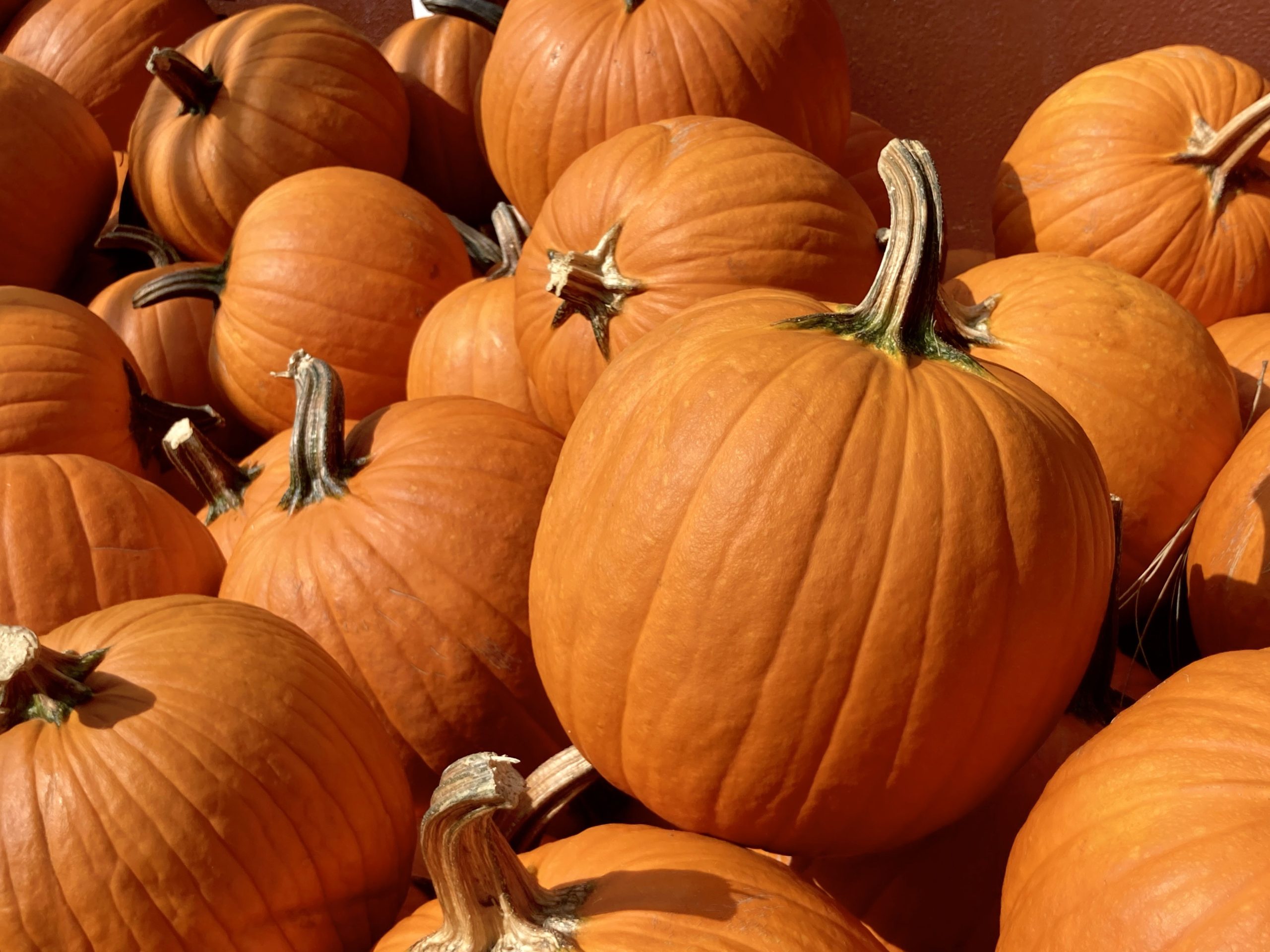 Check Out These Pumpkin Patches In DFW