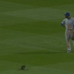 Watch This Adorable Cat Attack A Man At MLB Game