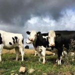 Picture Of Boy Taking A Nap With His Cow At State Fair Has Gone Viral