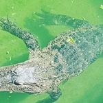 Houston Family Finds 9-Foot Alligator In Their Flooded Home