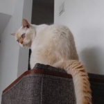 This Guy Tried To Catch A Rat With His Cat And It Went Horribly Wrong