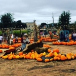 Here Are The Best Pumpkin Patches In DFW!