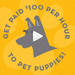 Now Hiring: Get Paid $100/Hour To Pet Puppies
