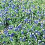 Looking for wildflowers here in the Texas area? Check out this awesome website that gives you an in depth forecast for 2019!