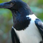 MISSING: Help The Dallas Zoo Find Onyx, The Pied Crow