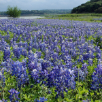 Where To Find Bluebonnets in North Texas