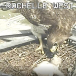 WATCH: TxDot Baby Hawk Live Cam
