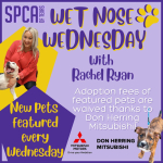 Wet Nose Wednesday with Rachel Ryan