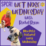 Wet Nose Wednesday with Rachel Ryan