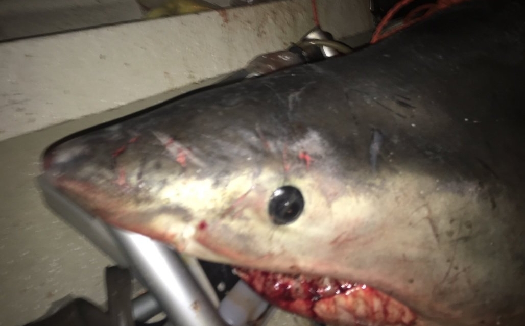 Morning News: Hal Jay’s Biggest Fear – SHARKS