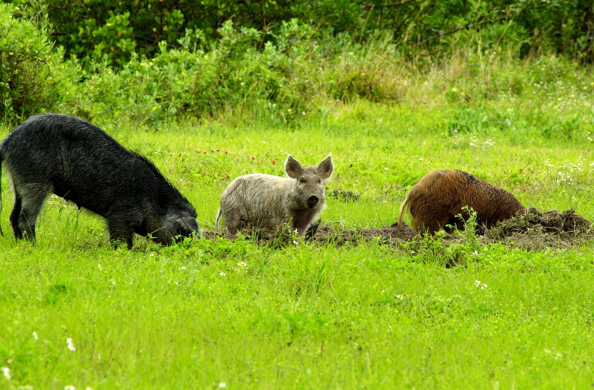 Chris Krok: BBQ and Feral Hogs