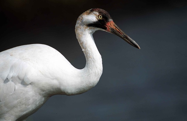 Texan Who Got Probation for Killing Rare Cranes Imprisoned