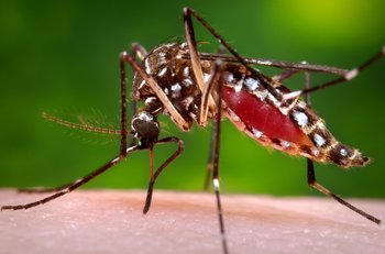 Dallas Reports Second West Nile Virus Death