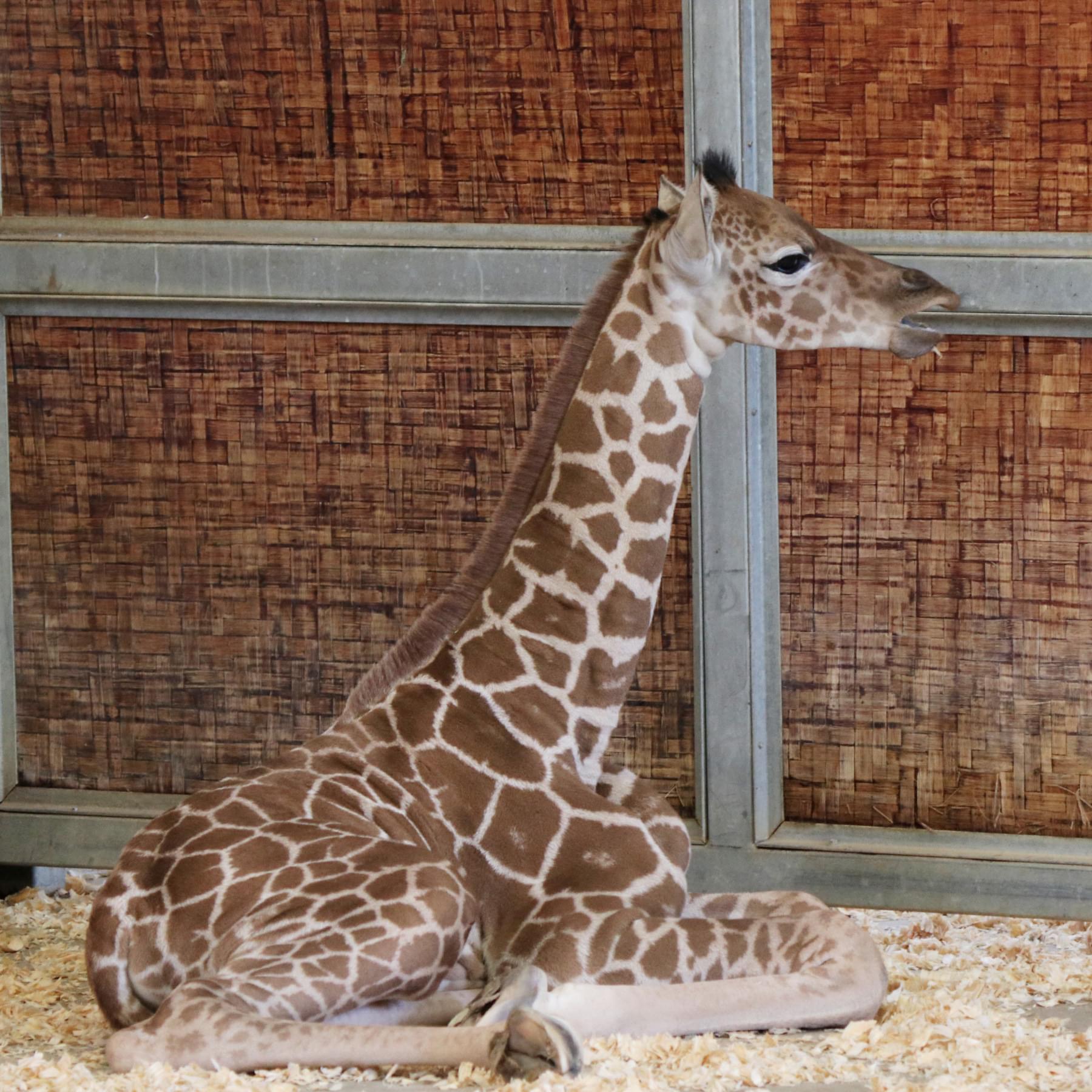 Baby Giraffe Born At Dallas Zoo