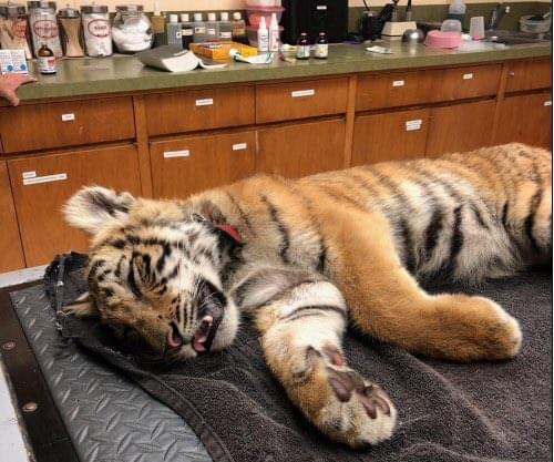 Smugglers Abandon Tiger Cub in Bag Along Texas Border