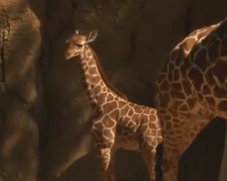 ‘Witten’ the Giraffe Calf Makes His Debut at the Dallas Zoo