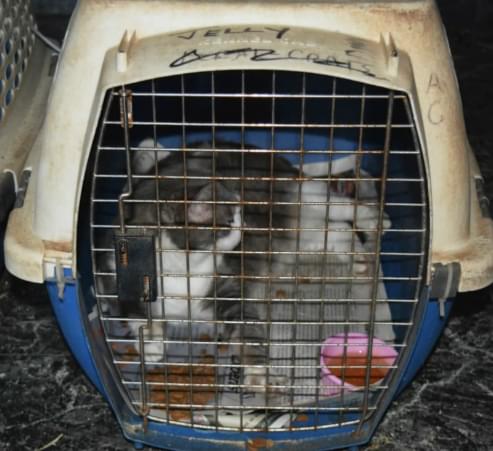 Dozens of Sick Cats Rescued From an Abandoned Property in Fort Worth