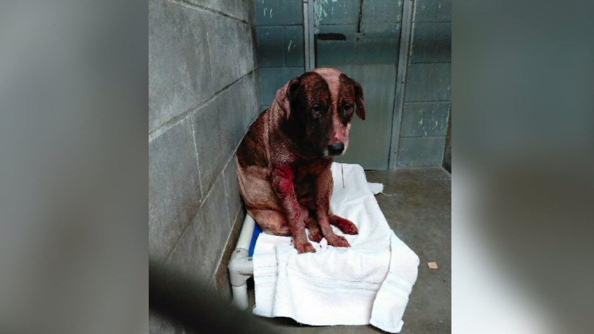 Animal Abuse and Neglect Charges Laid Against Dallas County Puppy Owners