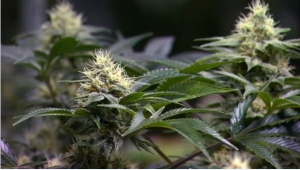 Few Patients Benefiting from Medical Marijuana Under Texas Law