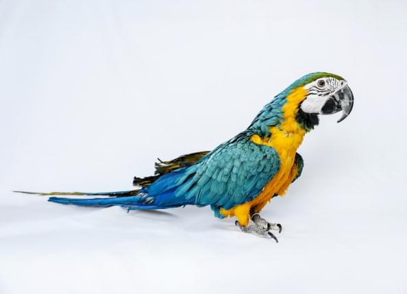 WBAP Morning News – Parrot uses Alexa