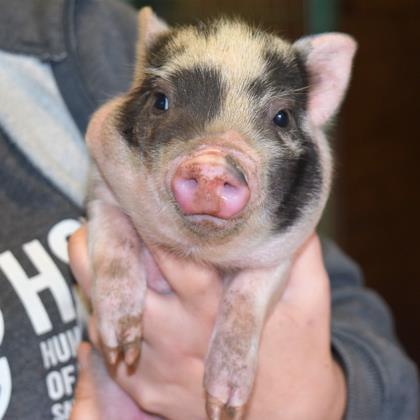 North Texas Humane Society Works With Wings of Rescue Proving Pigs Can Fly