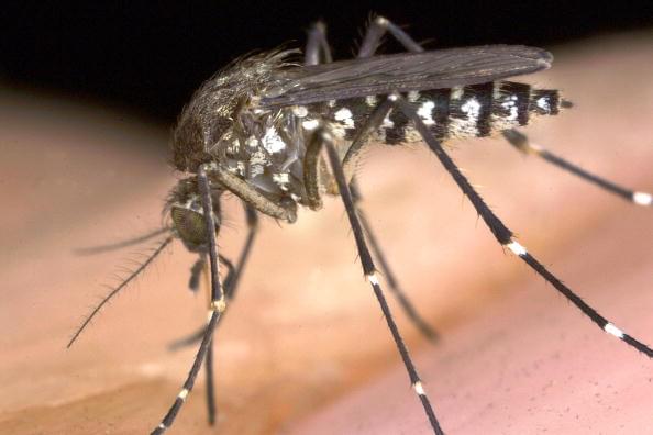 Tarrant County Confirms First West Nile Virus Death of 2020