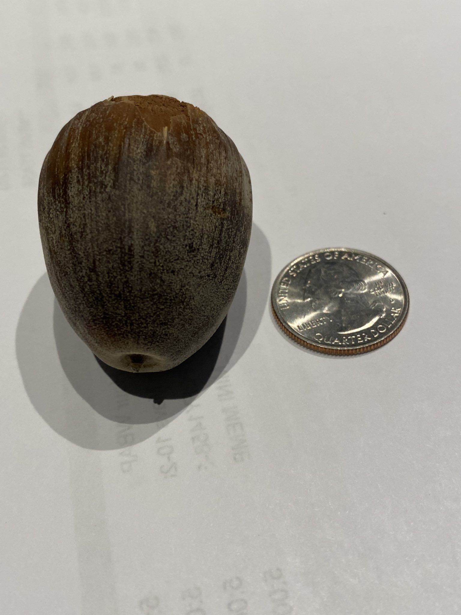 WBAP Morning News – The Acorn That Would Grow A Great Oak