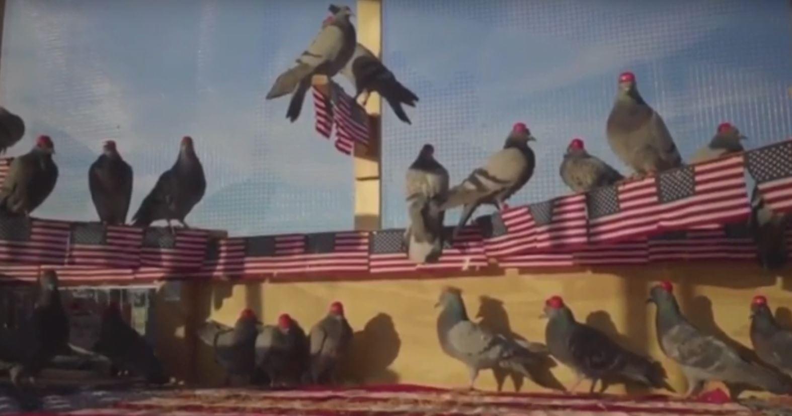 WBAP Morning News: Pigeons Wearing MAGA Hats Seen in Las Vegas
