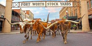 COVID-19 Sends Fort Worth Herd Out to Pasture