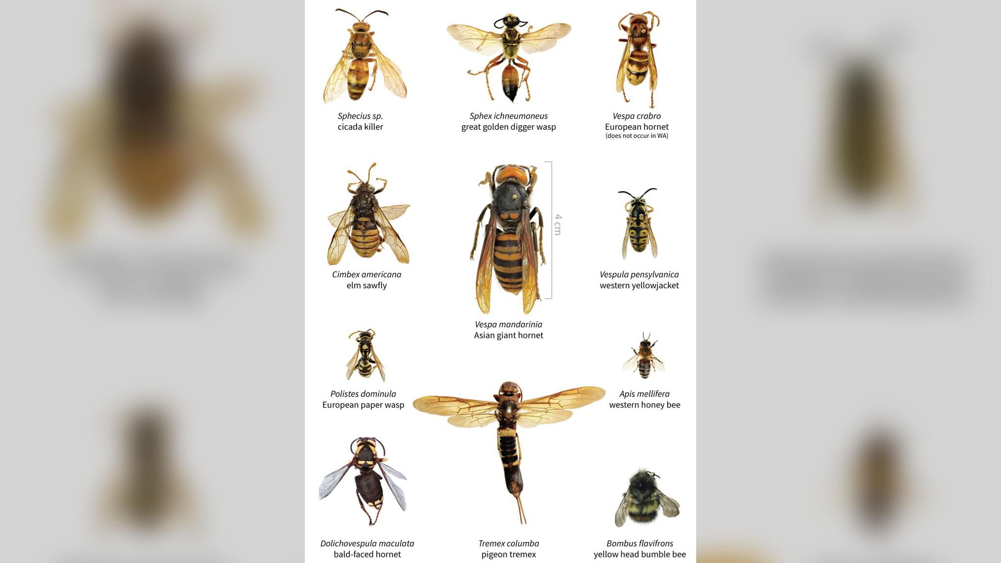 WBAP Morning News: ‘Murder Hornet’ Seen in U.S. For First Time