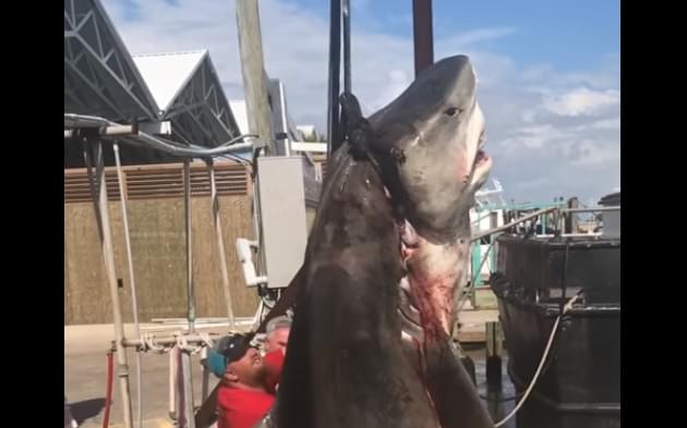 13-Year Old North Texas Boy Reels in Huge Tiger Shark in Port Aransas