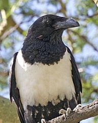 Dallas Zoo Seeks Public’s Help Capturing Bird Who Flew the Coop