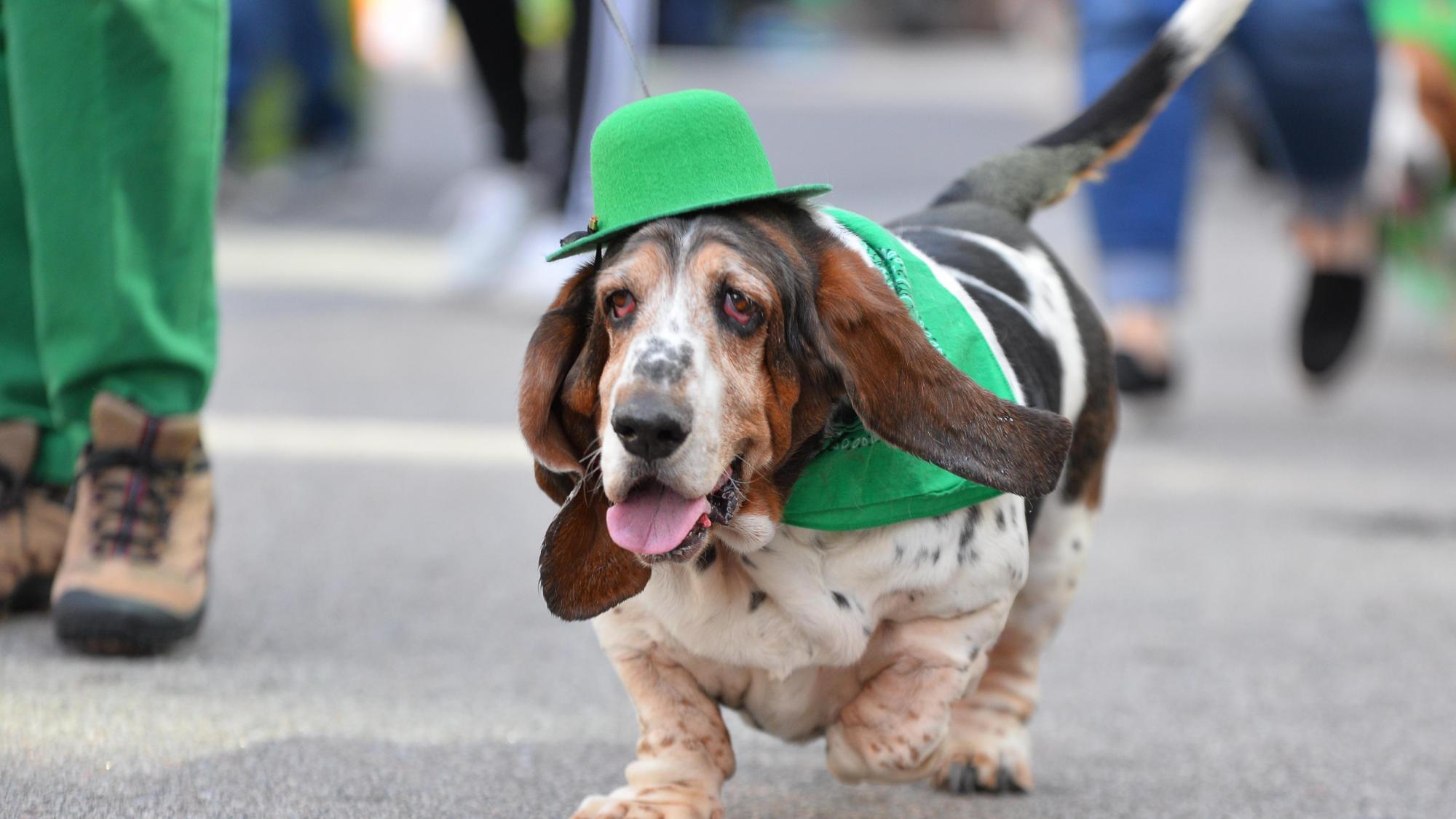 Thousands Celebrate St. Patrick’s Day