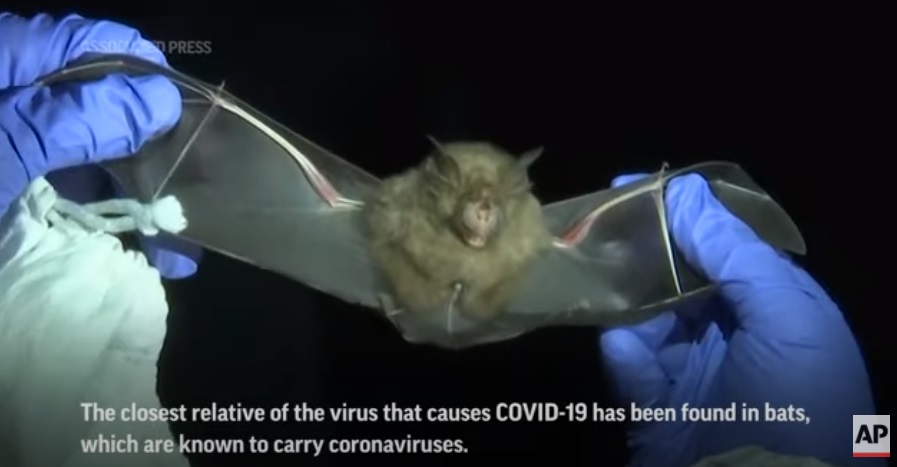 WHO report: COVID Likely 1st Jumped Into Humans From Animals; Wuhan Lab Leak ‘Not likely’