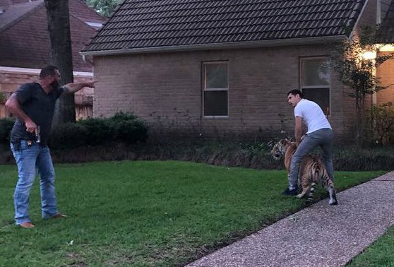 Man Arrested After Tiger Spotted In A Yard of His Houston Home