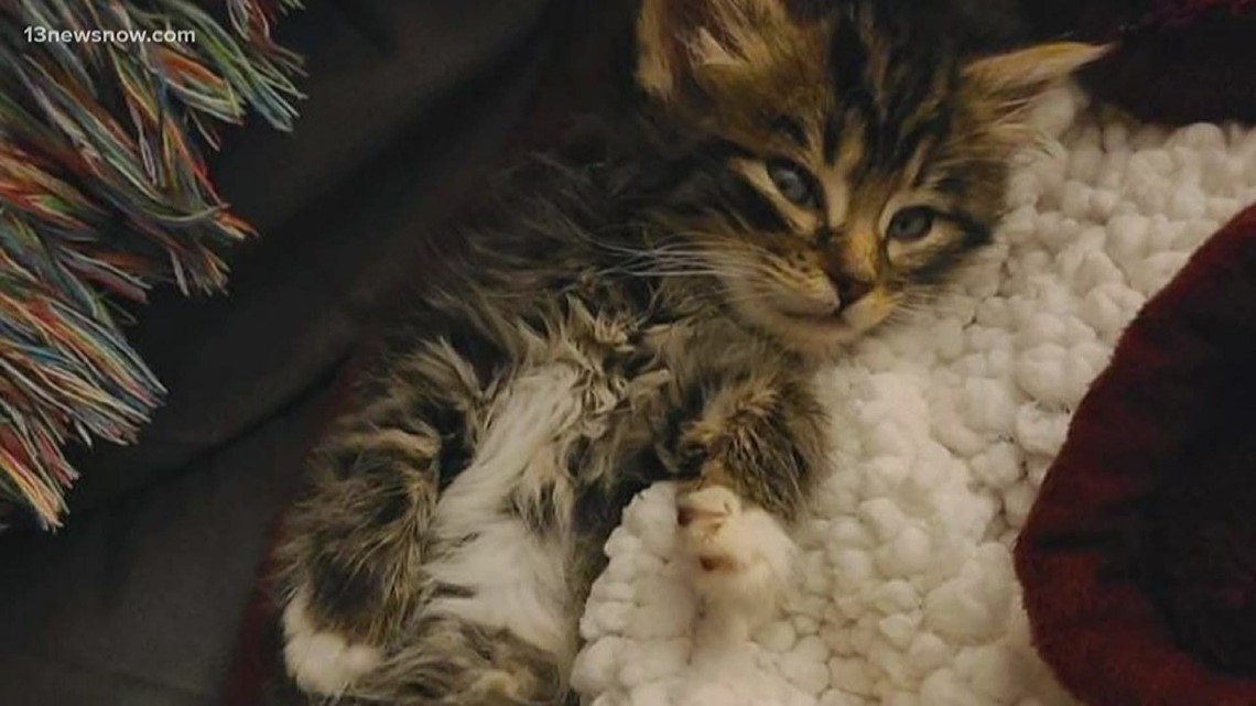 Texas Man Accused of Torturing Kittens had Worked as Teacher