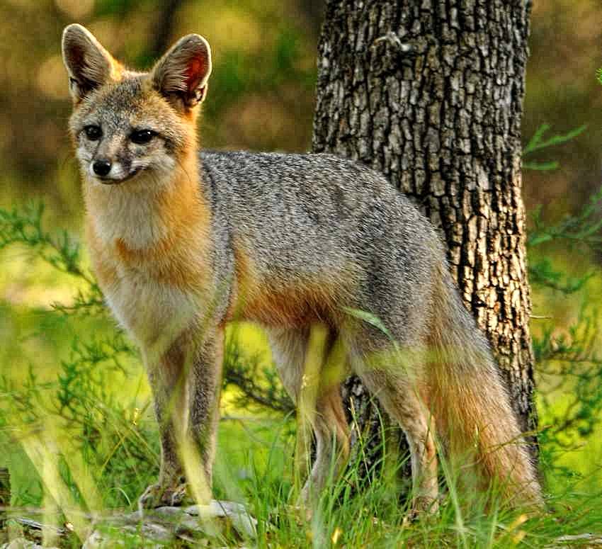 2 Rabid Foxes; Human Victim in Benbrook