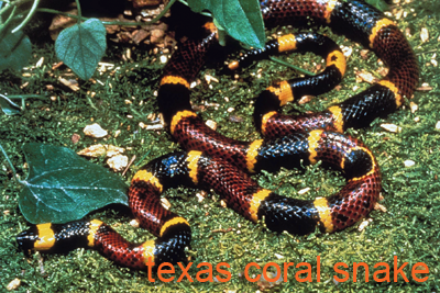 Snakebite Season Now Underway – Watch Flood Debris Clearing!