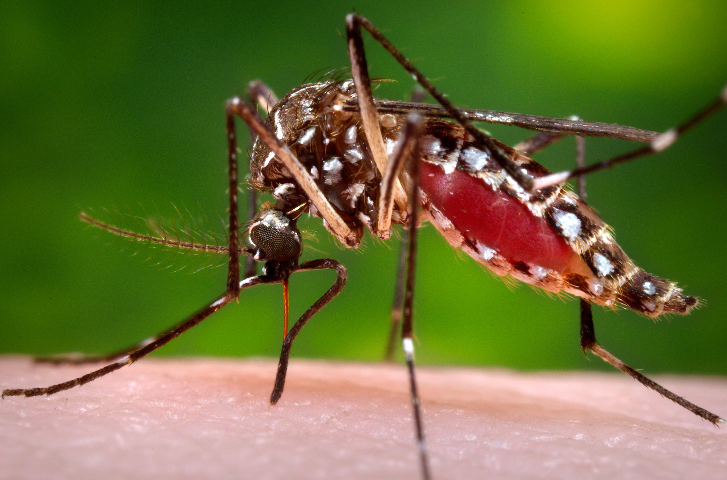 Frisco To Spray For Mosquitoes