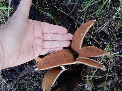 New Texas State Mushroom is Rare but has been Spotted at the Fort Worth Botanic Gardens