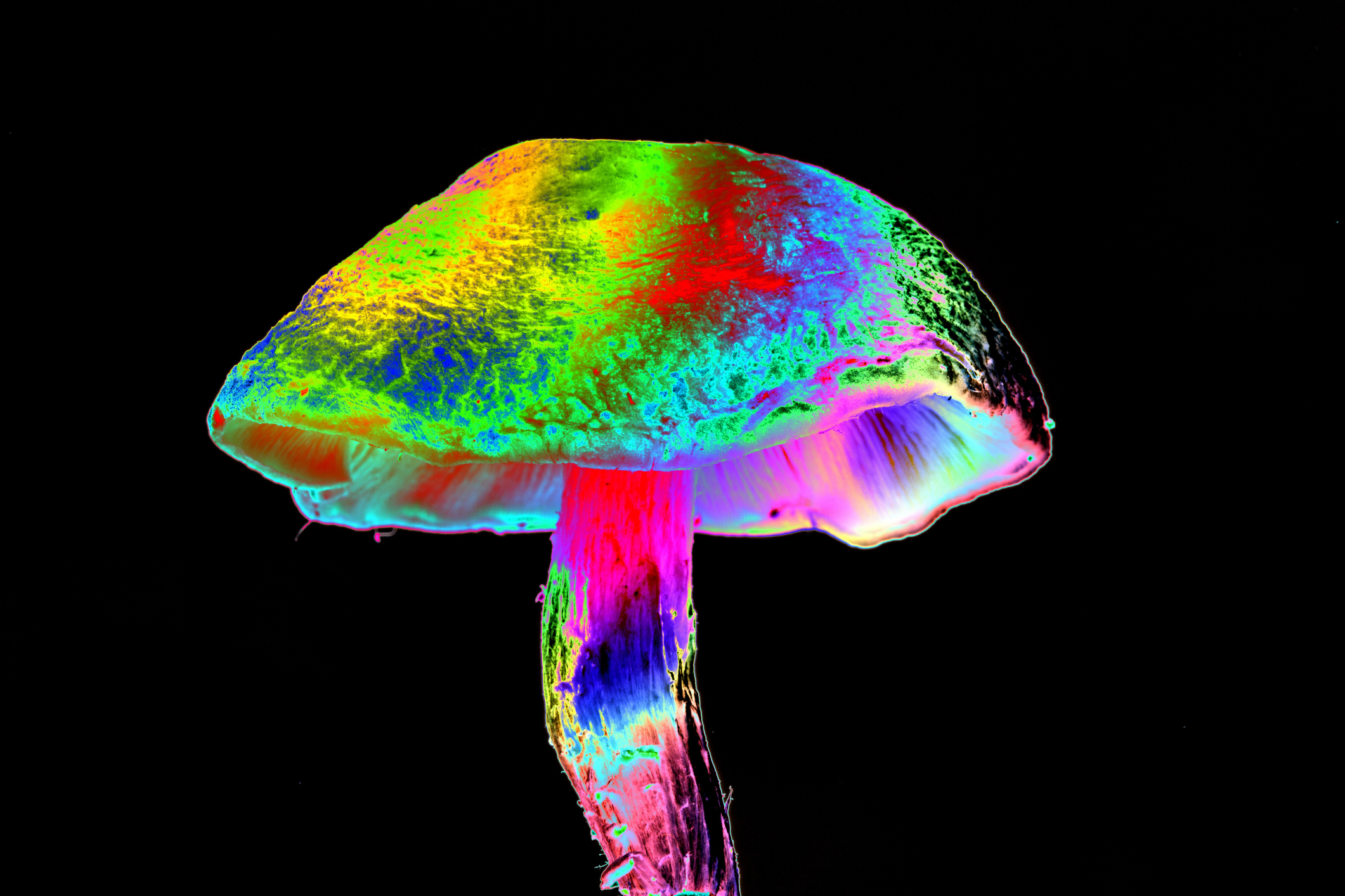 New TX Law Allows for Study of Psychedelics as Treatment for Veterans with PTSD