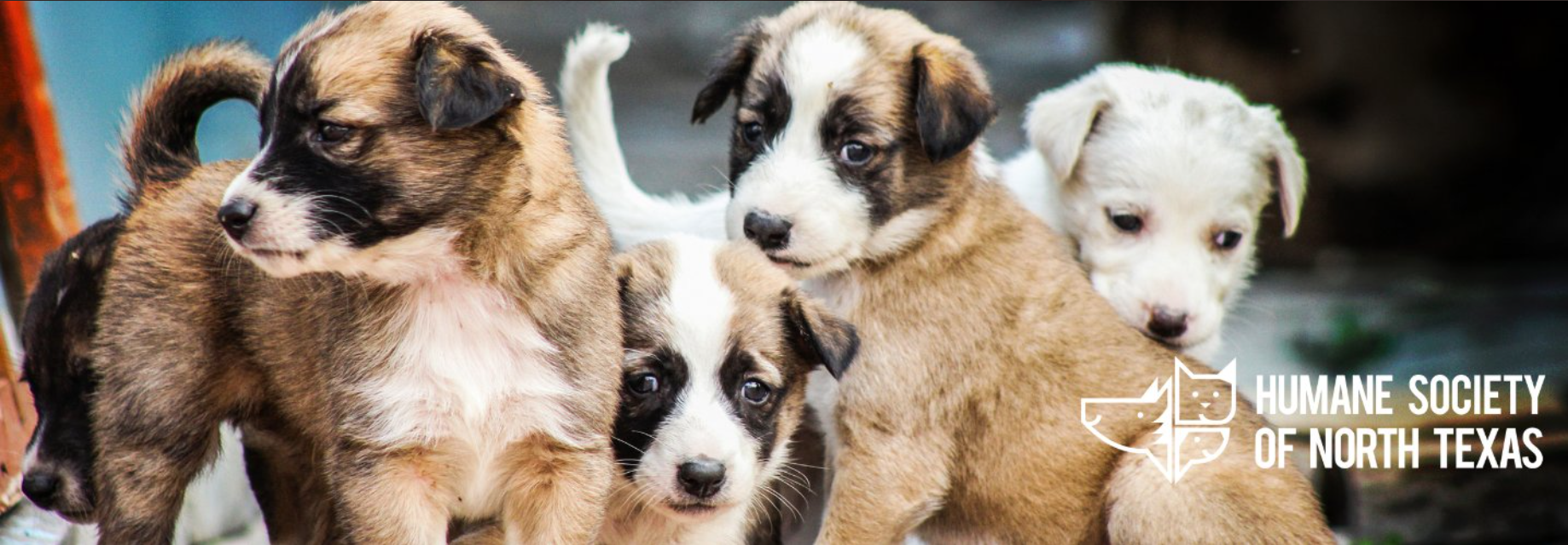 Humane Society North Texas Temporarily Closing Locations Due to Distemper Cases