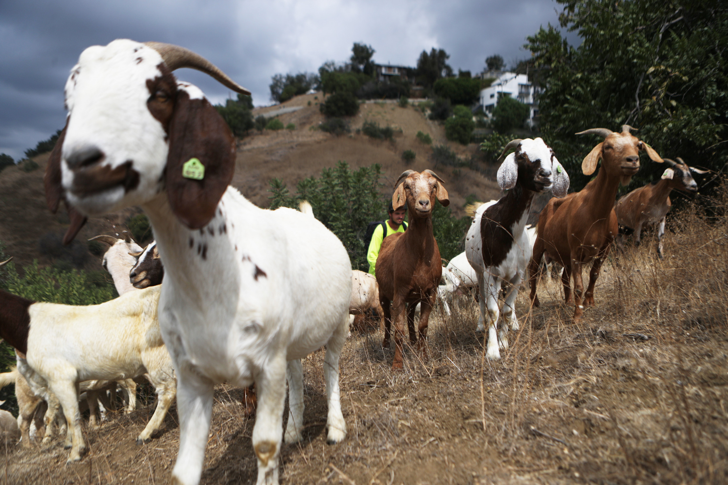 WBAP Morning News: A Scary New Trend And Goats
